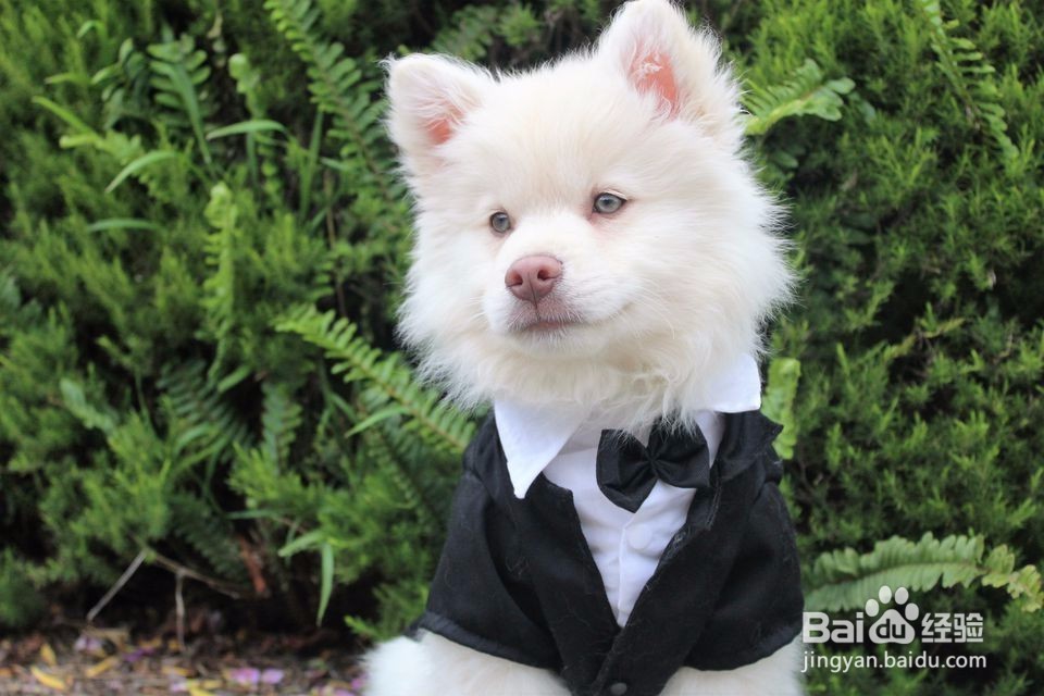 10只准备离开巢的动物