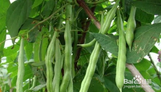 现在菜园适合种什么菜