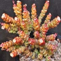 多肉植物钱串怎么养