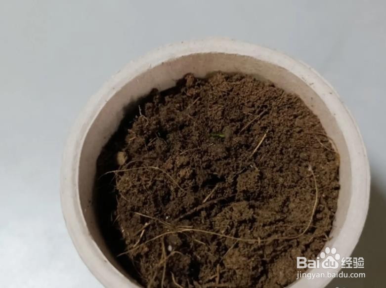 新手养多肉植物的步骤