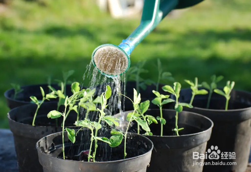 向日葵怎么养在花瓶