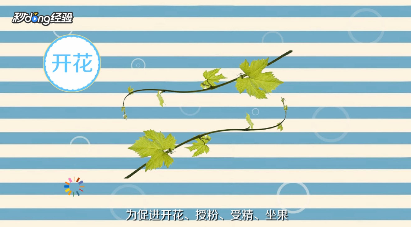 葡萄用什么肥料好