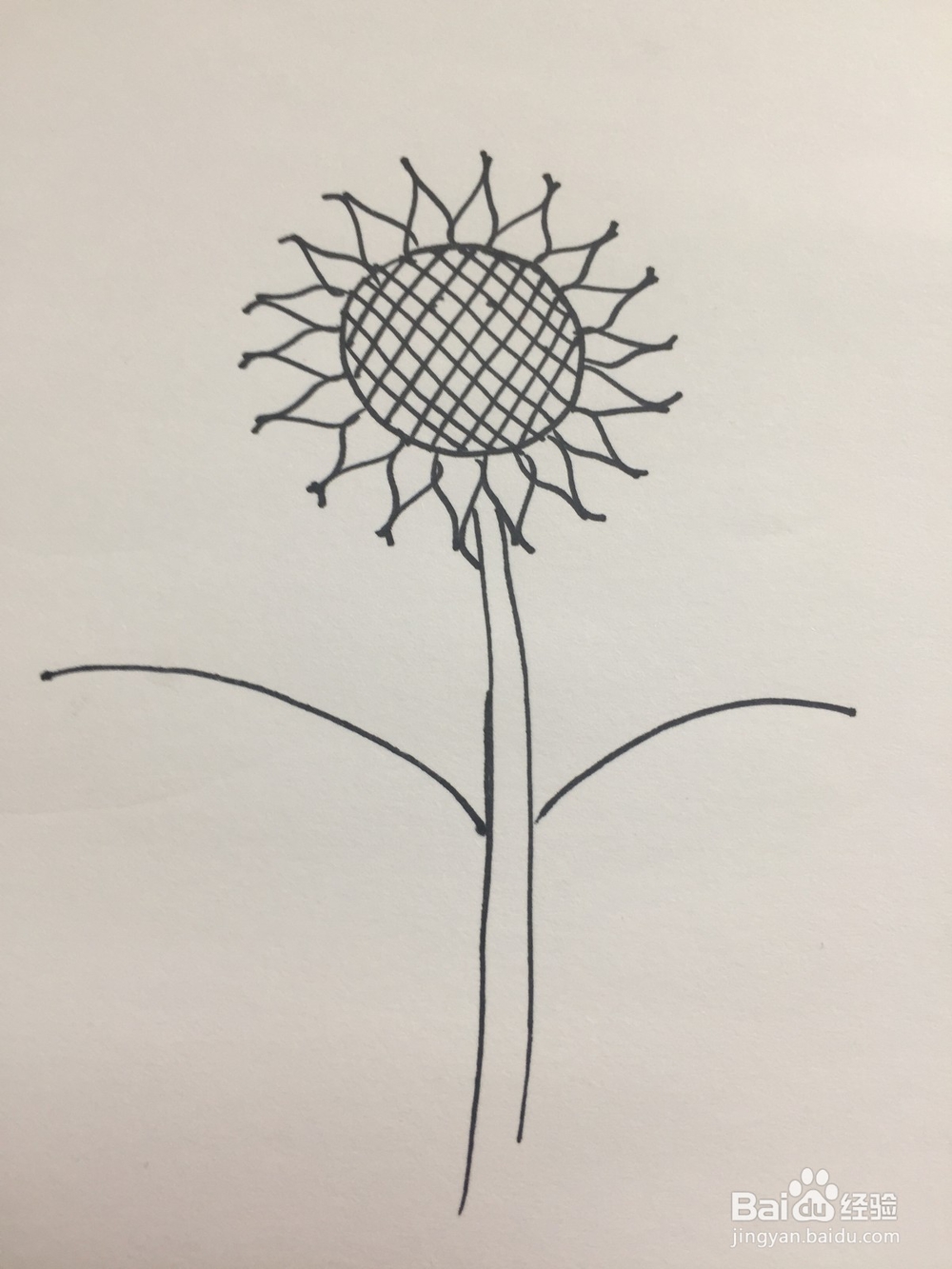 向日葵的简笔画画法