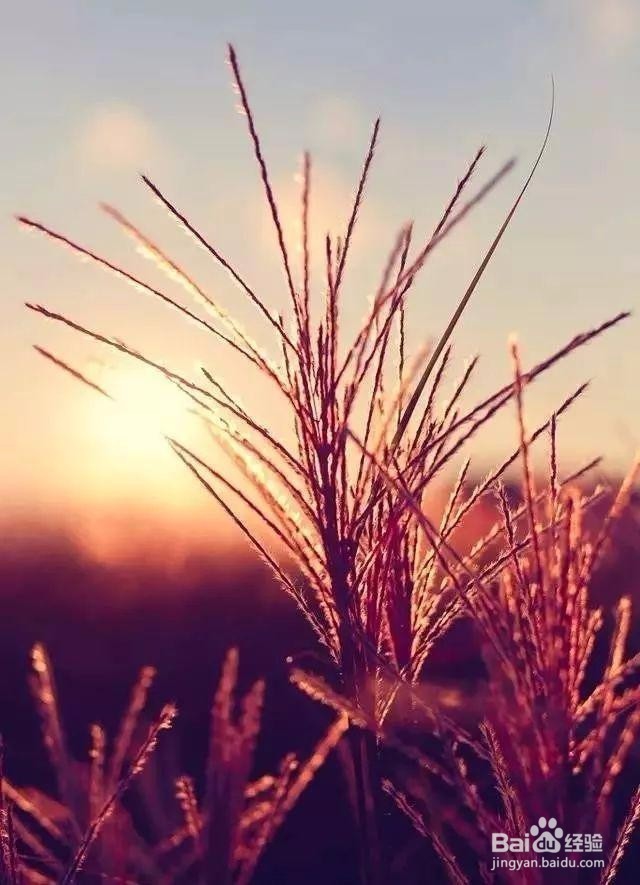 手机摄影的5种光线运用技巧