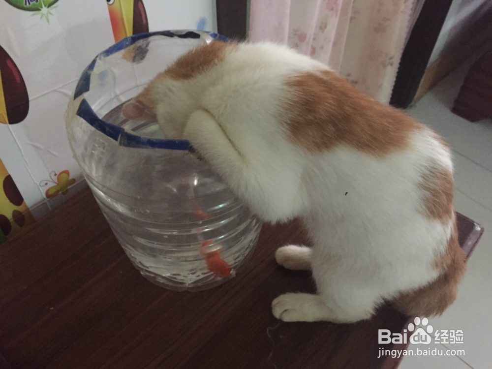 家里有猫可以养鱼吗