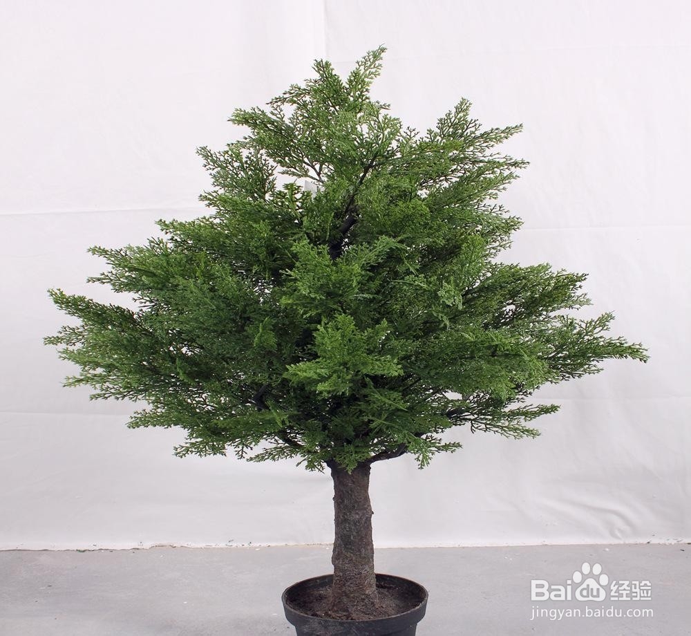 盆景树柱布局技巧