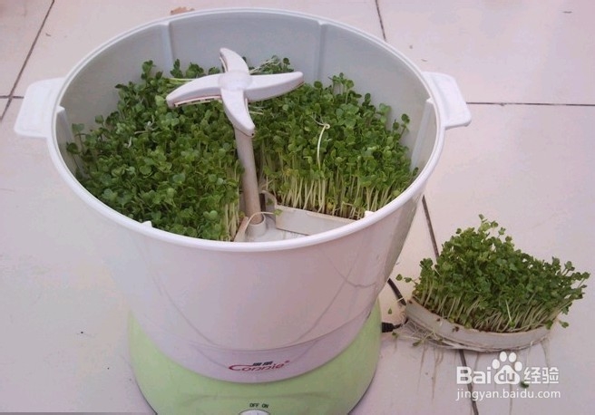 豆芽机价格多少钱？豆芽机选购技巧