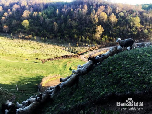 白石咀牧场旅游攻略