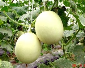 如何挑选香甜的香瓜