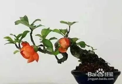 插花枝条弯曲的方法