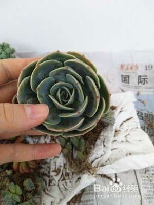 石莲花的养护技巧有什么?