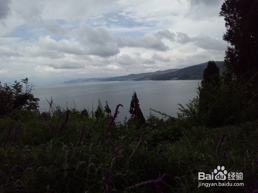 云南最美玉溪抚仙湖之樱花谷湿地公园情侣约会旅