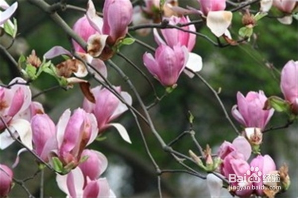 玉兰应该怎么养