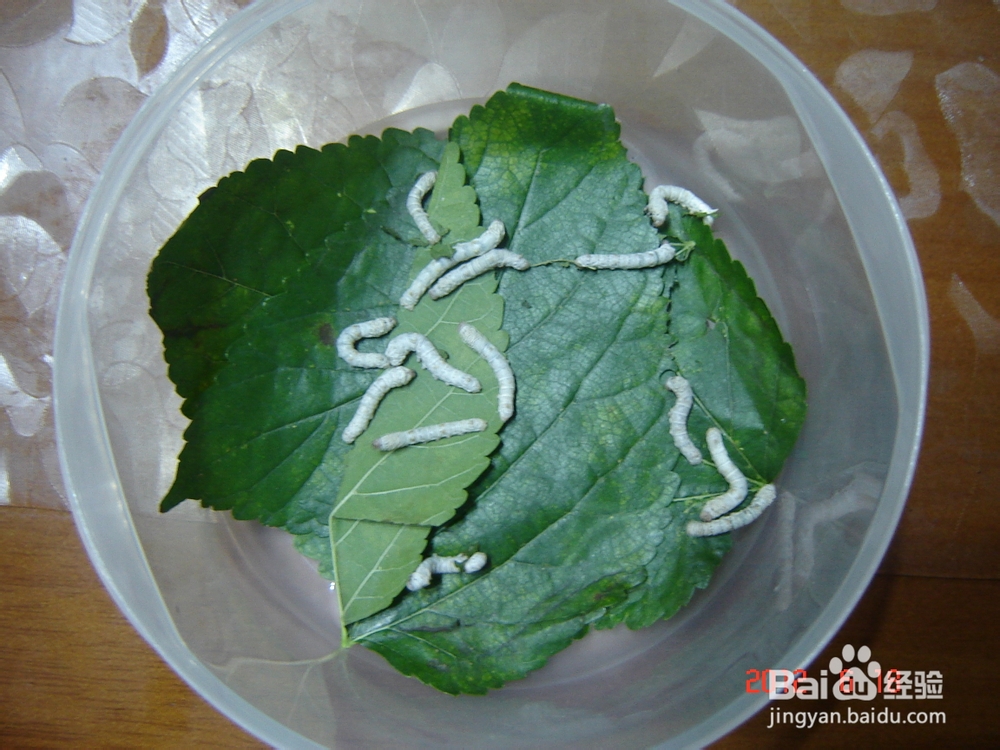 怎样在家里养蚕