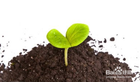 如何在阳台养百合