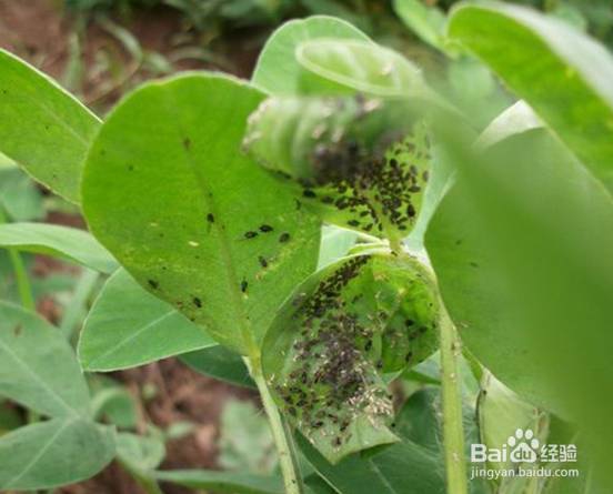 大豆食心虫怎样时候防治好？