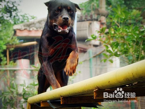 怎么训练宠物狗罗威纳
