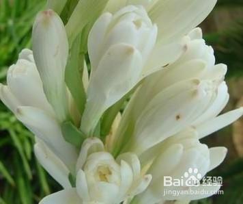 6种专门挑晚上开的花，除了夜来香，你还知道几种？