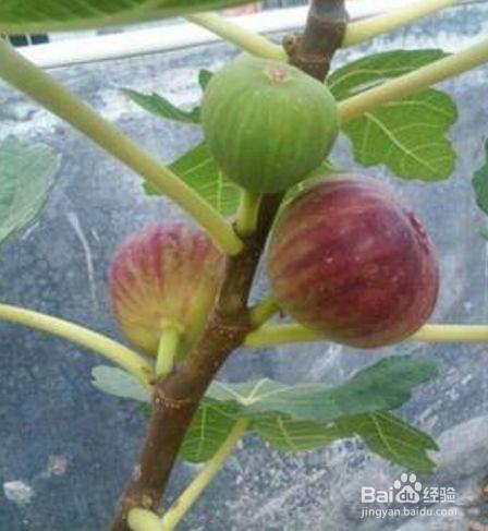 路边剪个枝，插土里就活，1年结果200个