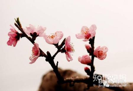 养花才是人生最好的投资，是真的吗