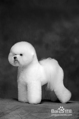 购买比熊犬的购买要点