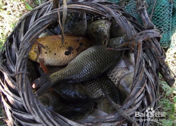 自制烤鱼的做法，教你创意烤禾花鱼