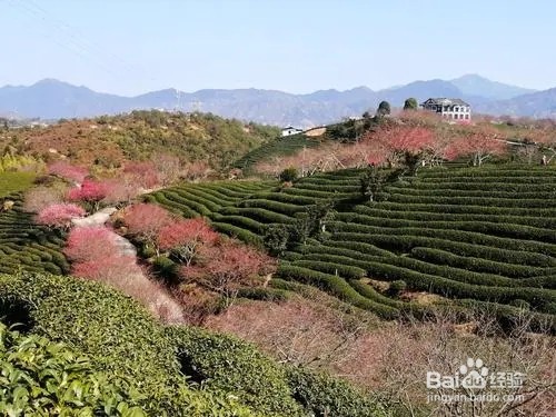 台品樱花茶园攻略