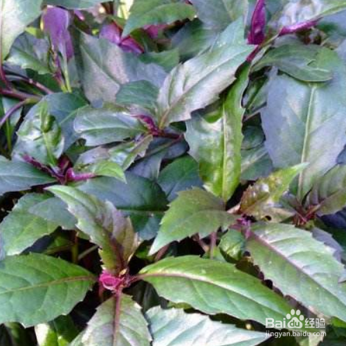 紫背菜的养殖方法和注意事项