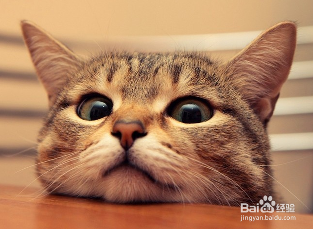 淘宝拍猫猫赢喵币攻略