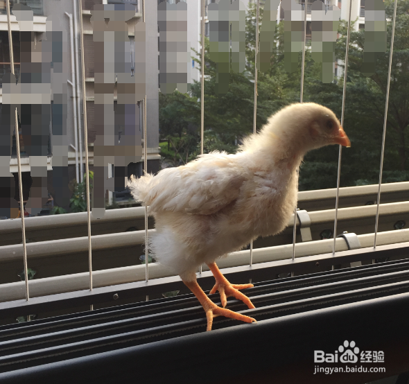 我的简单养宠物小鸡经验