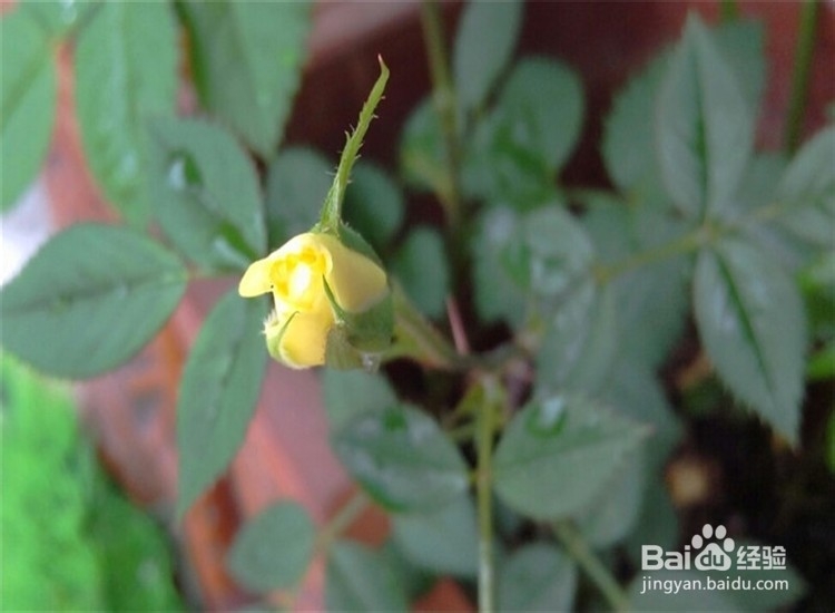 月季从播种到发芽、长叶、开花的全过程