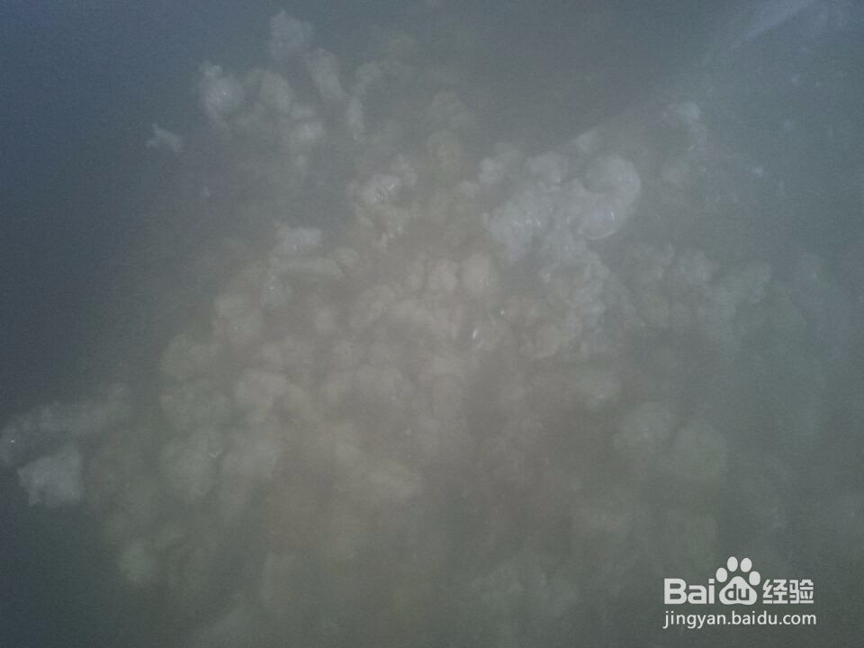 最简单的肉末豆腐的做法