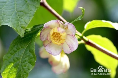 夏腊梅的种植方法和注意事项
