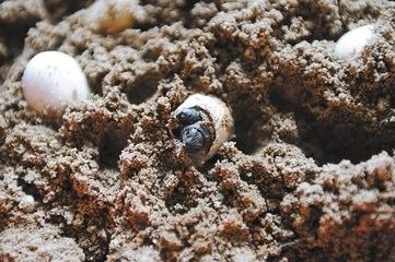 蜥蜴蛋怎么孵化 百度经验
