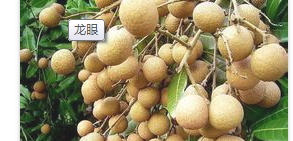 桂圆吃多了会怎样