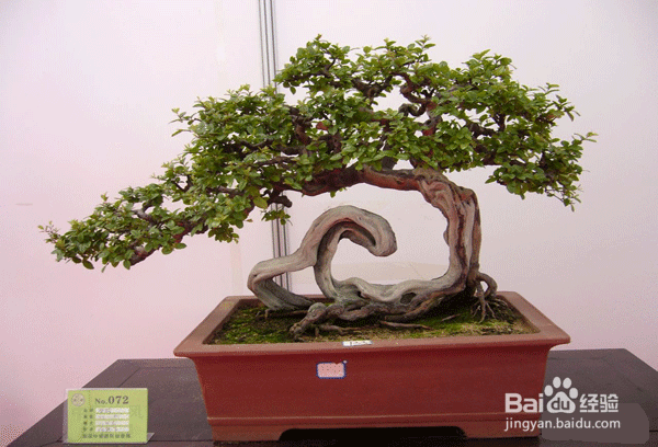 雀梅盆景怎么种（雀梅盆景种植技术）[图]