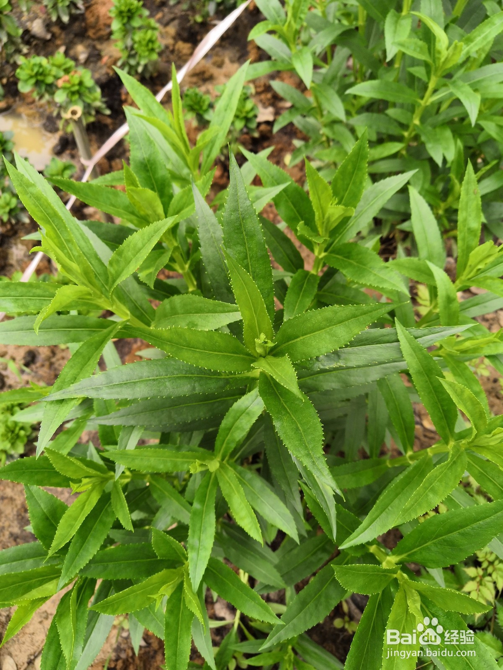 花卉中怎样一眼识别病虫害