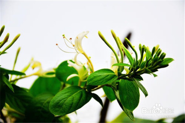 金银花培植方法？