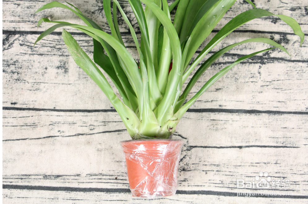 鸿运当头怎样养才能养得好