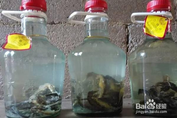 海马泡酒怎么泡