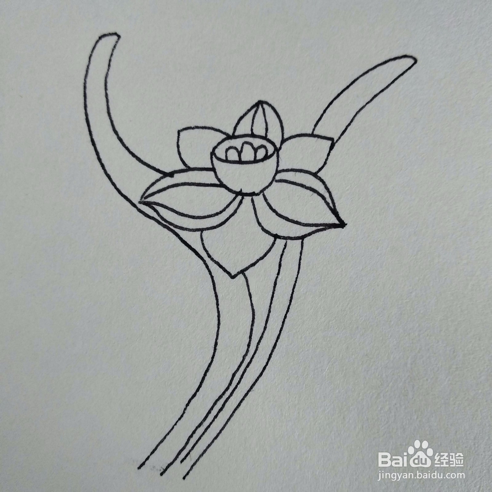 如何画一棵妖艳好看的水仙花植物简笔画