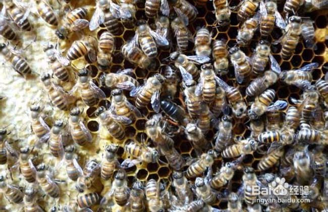 养蜜蜂,如何让蜂王不走?