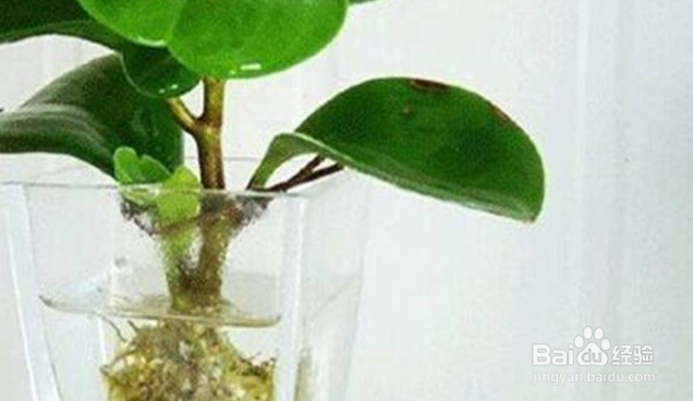 豆瓣绿的养殖方法和注意事项