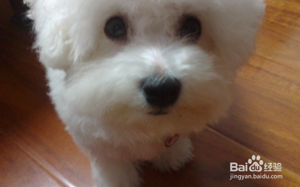 比熊和泰迪的区别