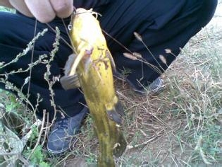 湖汊里垂钓野生黄丫鱼的方法