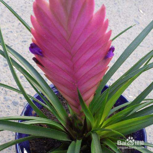 铁兰怎么养 百度经验 铁兰怎么养 百度经验