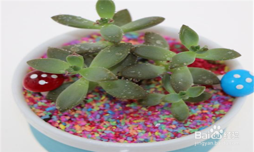 种植多肉植物有必要铺面吗,有什么要点