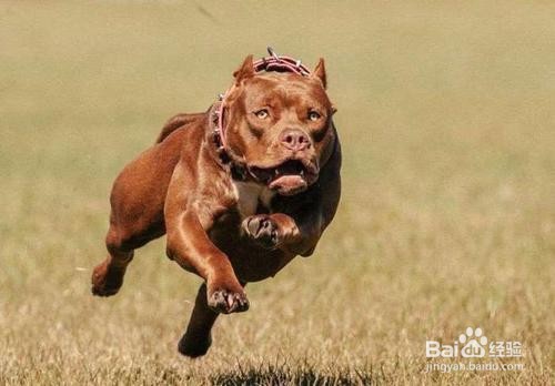 养比特犬的注意事项和方法