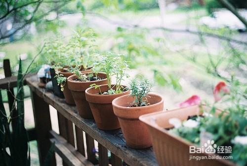 如何给绿植浇水?
