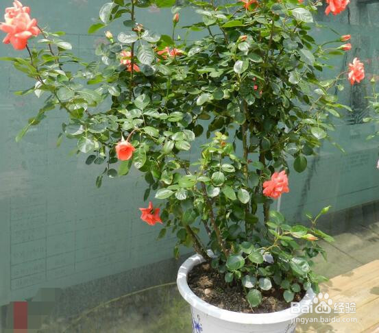 怎么养盆栽月季